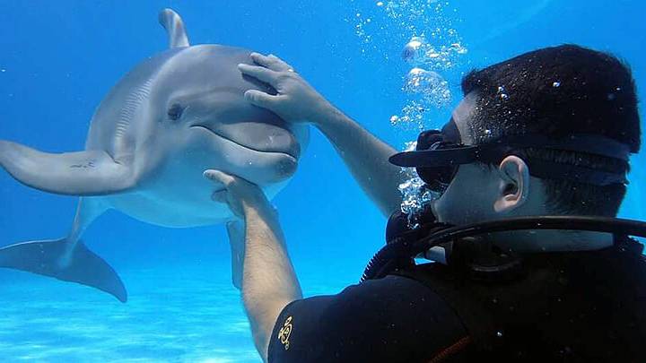 Плавание с дельфинами и дайвинг в океанариуме