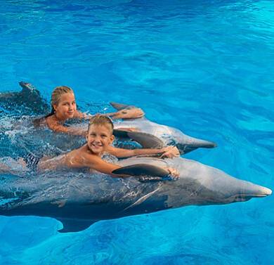 Плавание или дайвинг с дельфинами